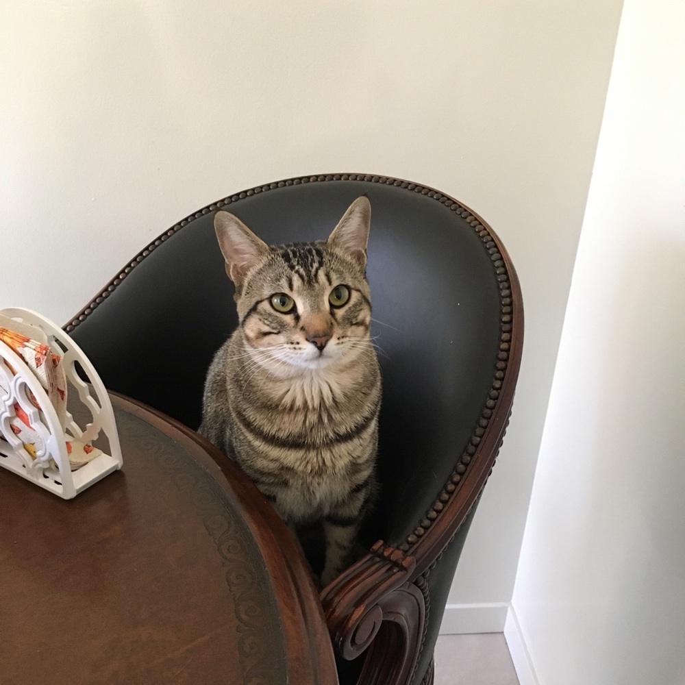 Meet your Posher, Traecy - Picture 3 of 16
